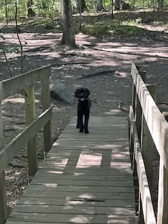 A small black dog stands on a wooden bridge in the forest with her tongue hanging out.